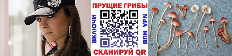 Псилоцибиновые грибы мицелий Заинск